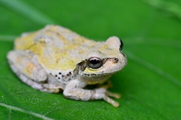 ニホンアマガエル