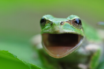ニホンアマガエル