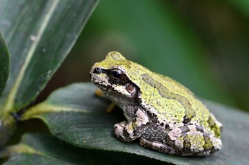 ニホンアマガエル