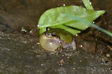 ニホンアマガエル