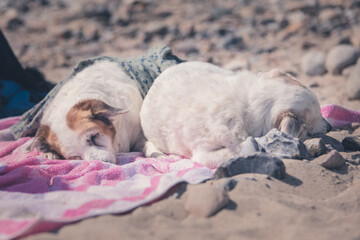 Mischlingshunde kuscheln am Strand