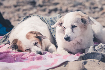 Hunde kuscheln am Strand auf einer Decke