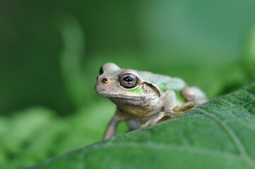 ニホンアマガエル
