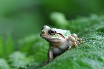 ニホンアマガエル