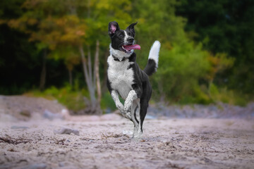Labrador Mischling läuft am Strand