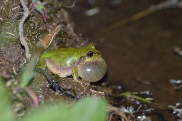 ニホンアマガエル