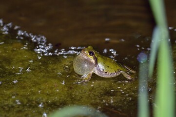 ニホンアマガエル