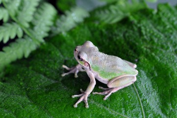 ニホンアマガエル