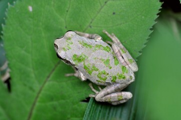 ニホンアマガエル