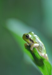 ニホンアマガエル