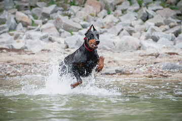 Dobermann hat Spaß im Meer