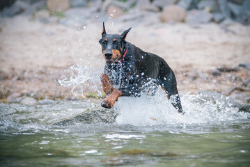 Dobermann springt ins Wasser