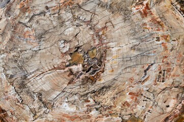 Interessant versteinertes Tropenholz eines Baumes aus Madagaskar