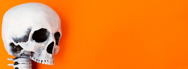 Banner for halloween holiday. Close up scary white skull on an orange background. Place for text....
