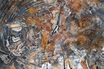 Wunderschön versteinertes Tropenholz eines Baumes aus Madagaskar