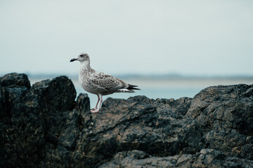 Seagull perched on a rock on the seashore