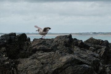 Seagull perched on a rock on the seashore