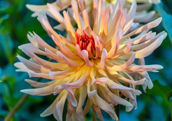 Dahlien-Blüte