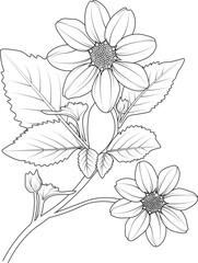 illustration of a white dahlia flower.