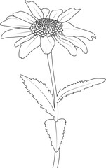 black and white daisy flower vector sketch hand drawn illustration botanical collection kids coloring page.