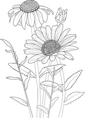 illustration of a daisy flower hand drawn vector sketch leaf bud natural collection isolated image clip art coloring page for kids and adult.  