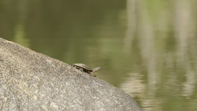 a saw-shelled turtle sunning on a rock besides a stream at granite gorge near mareeba of north queensland, australia