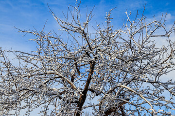 Deciduous tree covered with thick white snow