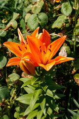 Oriental lily in flower bed in the garden