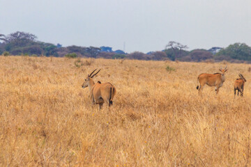 Fototapeta na wymiar Common eland (Taurotragus oryx), also known as the southern eland or eland antelope, in Tarangire National Park, Tanzania