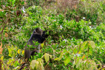 Fototapeta premium Blue monkey or diademed monkey (Cercopithecus mitis) on a tree in Lake Manyara National Park in Tanzania