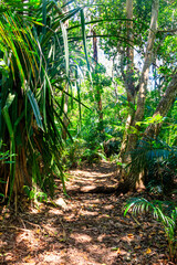 View of Jozani forest in Zanzibar, Tanzania