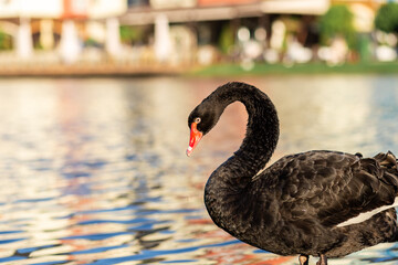 A black swan on a clear pond against the backdrop of a picturesque landscape