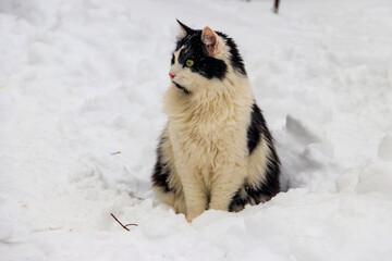 Cute black and white cat in white snow