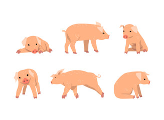 Obraz premium Pinky Pig as Domestic Animal with Long Snout and Hoofed Toes Vector Set