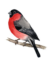 Watercolor illustration of bullfinch. Wintering bird, New Year, Christmas. Design element for winter decoration.