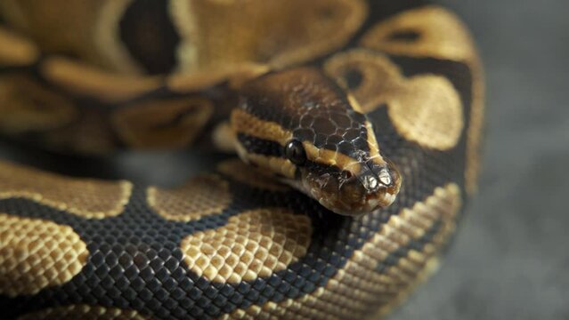 Pattern of python's snakeskin in knot.