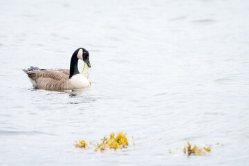Goose eating seaweed on the shore