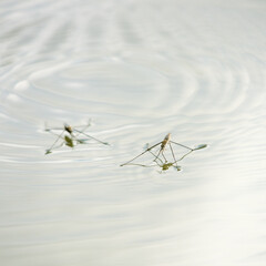  A pretty Pond Skater (Gerris lacustris) surfing across the top of the river.