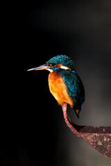 Obraz premium Kingfisher Dark background Looking