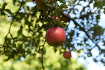 apples on tree