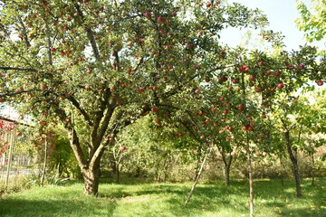 Fototapeta na wymiar apples on a tree