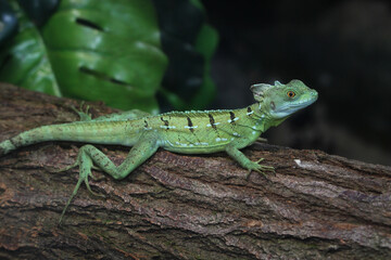 Stirnlappenbasilisk (Basiliscus plumifrons) oder Federbuschbasilisk, Schuppenkriechtier