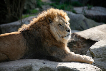 Löwe (Panthera leo) Männchen, Portrait, Raubtier