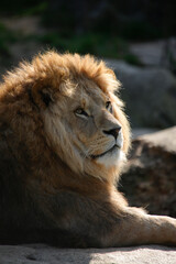 Löwe (Panthera leo) Männchen, Portrait, Raubtier