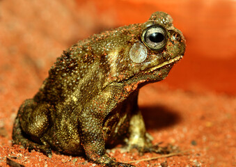 Pantherkröte (Sclerophrys regularis)  oder Afrikanische Kröte, Afrika