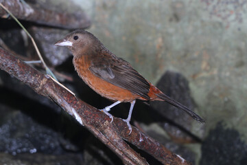 Purpurtangare (Ramphocelus bresilia) oder Brasiltangare, Weibchen