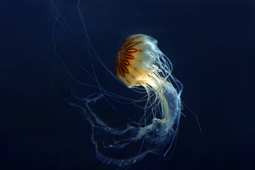 Quallen, Meduse oder Medusa Nesseltiere im Meer