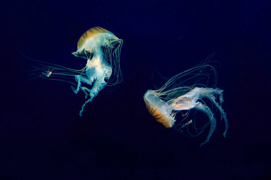 Quallen, Meduse oder Medusa Nesseltiere im Meer