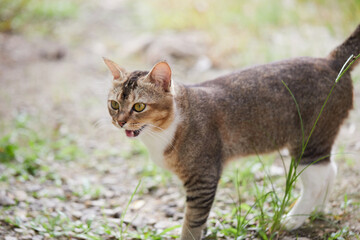 Young brown cat playing in the garden