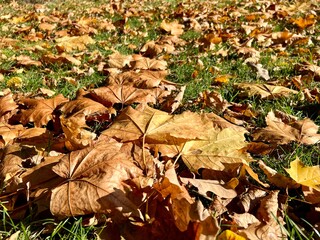 autumn leaves on the ground